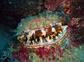 SIMILAN nov  2008 .PHOTO PHILIPPE (5)
